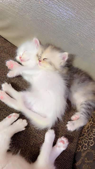 Persian Cats  03200449855