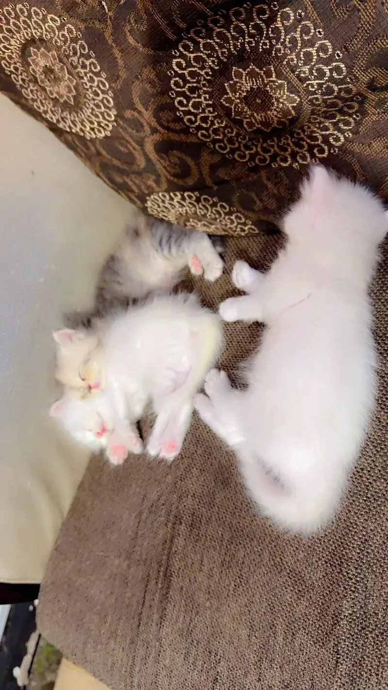 Persian Cats  03200449855 — photo 2
