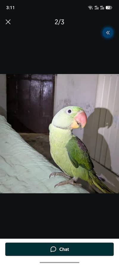 rawparrt ha 5 mantha ka bacha ha