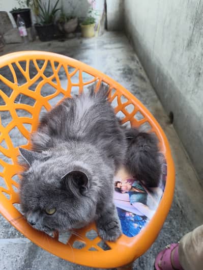 Female cat