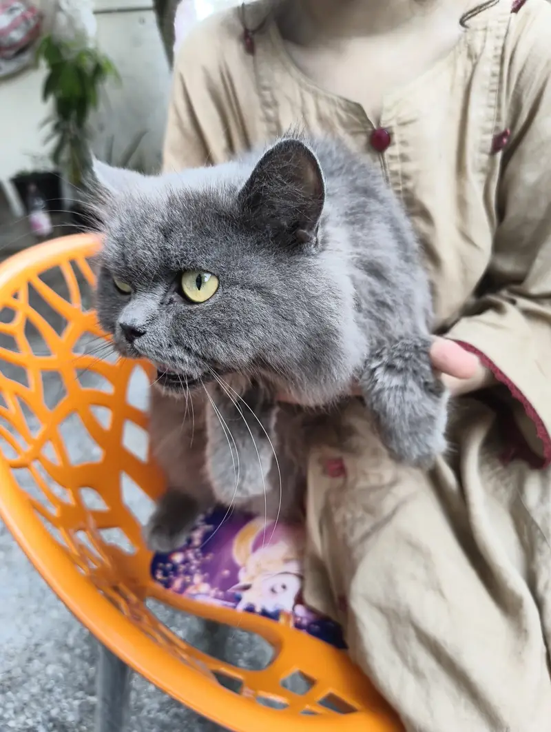 Female cat — photo 2