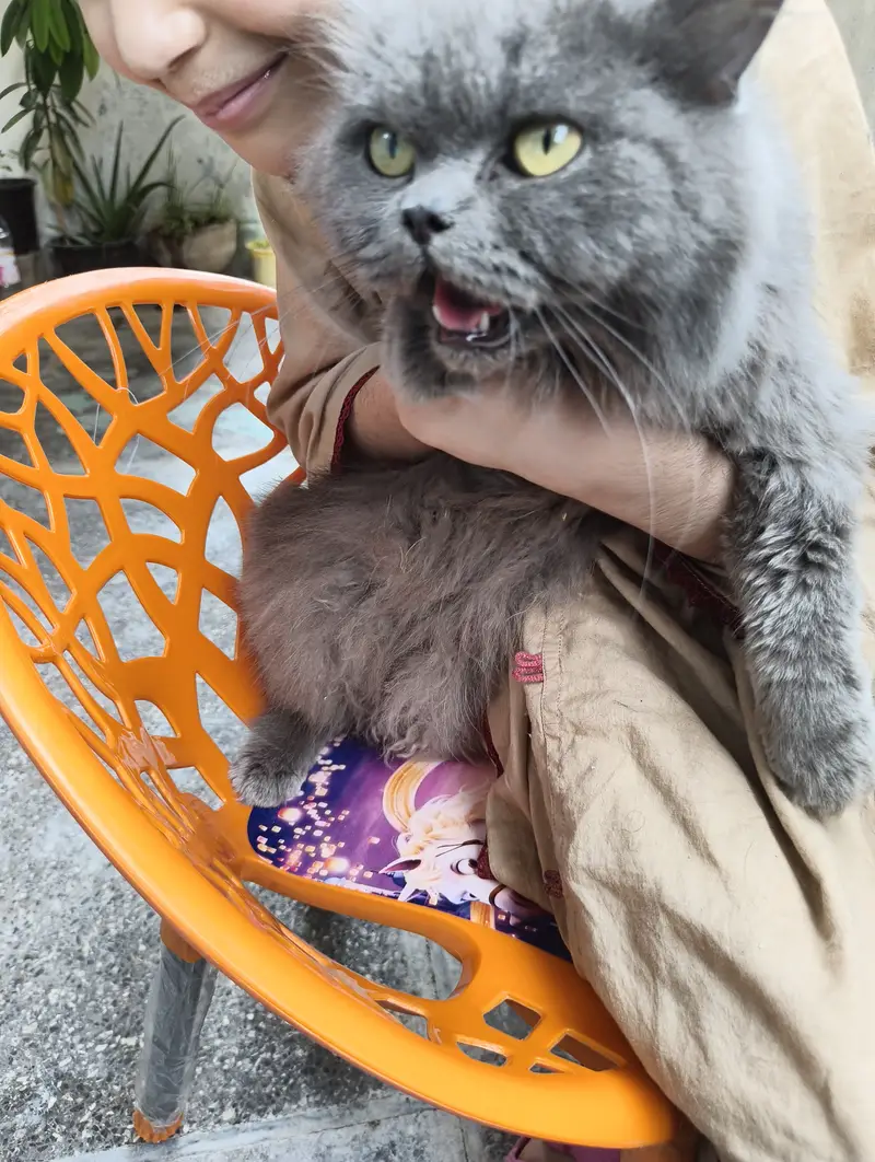 Female cat — photo 3