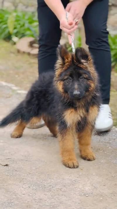 (German- shepherd) (puppies) (argent for sale) Whatsapp 03401430037