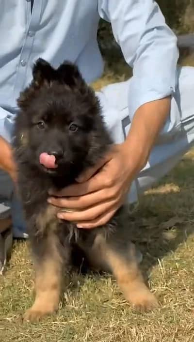 (German- shepherd) (puppies) (argent for sale) Whatsapp 03401430037