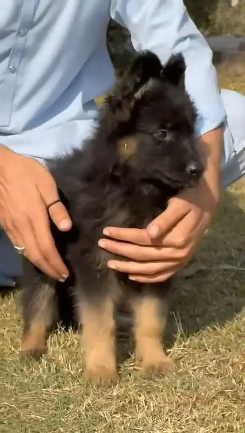 (German- shepherd) (puppies) (argent for sale) Whatsapp 03401430037 — photo 2