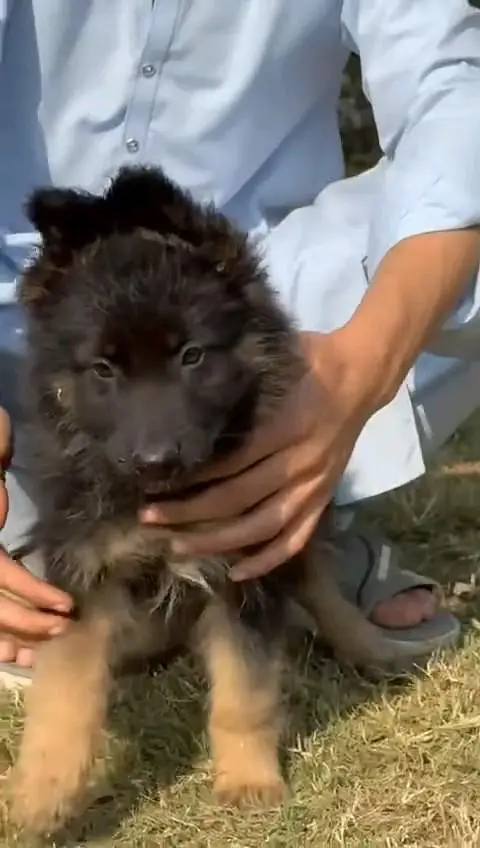 (German- shepherd) (puppies) (argent for sale) Whatsapp 03401430037 — photo 3