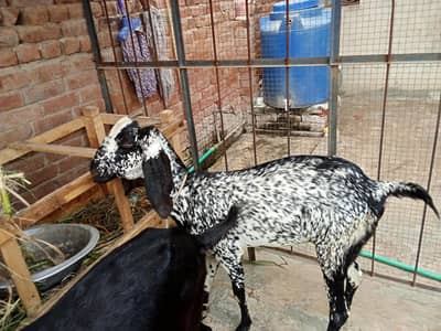 bakri