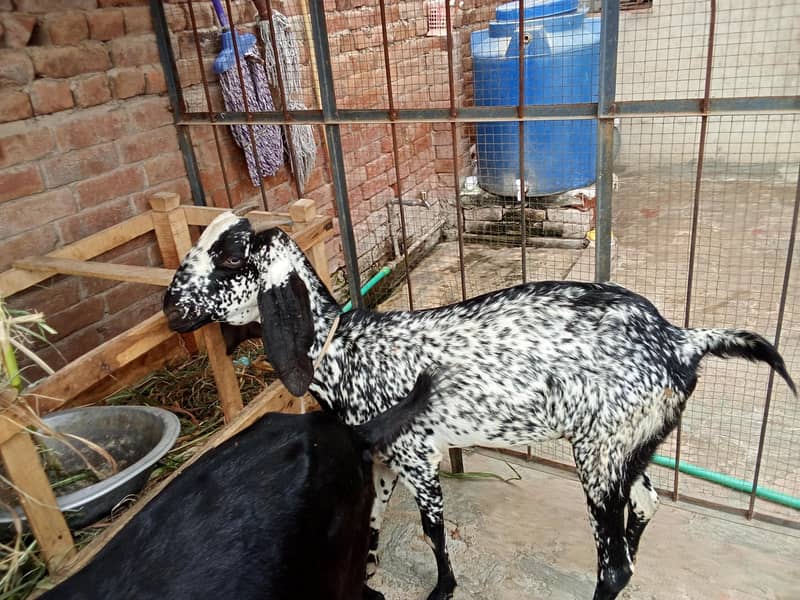 bakri 0