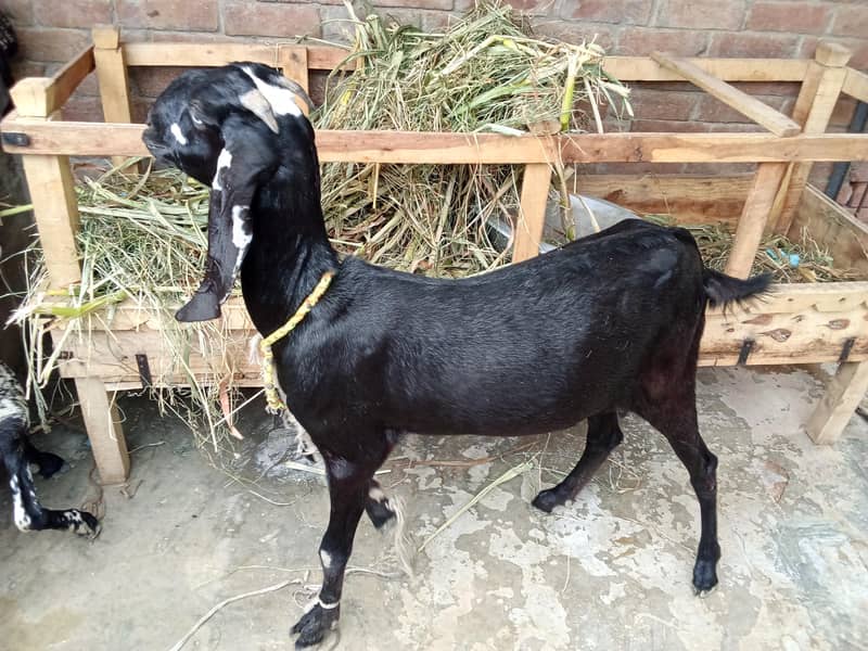 bakri 1