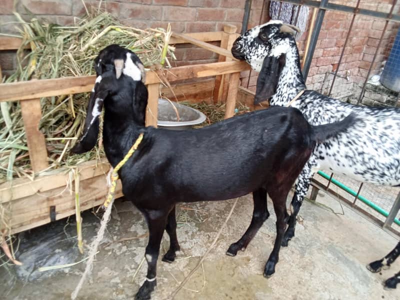 bakri 2