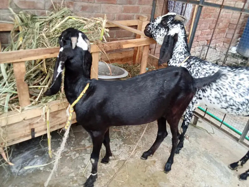 bakri — photo 3