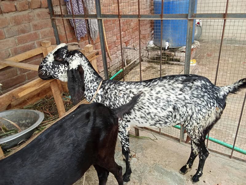 bakri 3