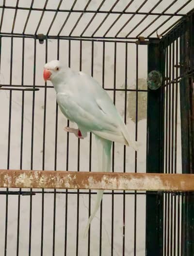 Blue lacewing ringneck female