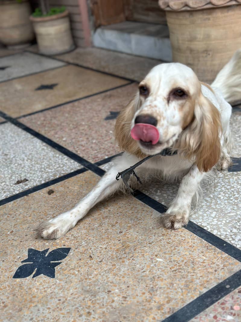 British Cocker Spaniel 0