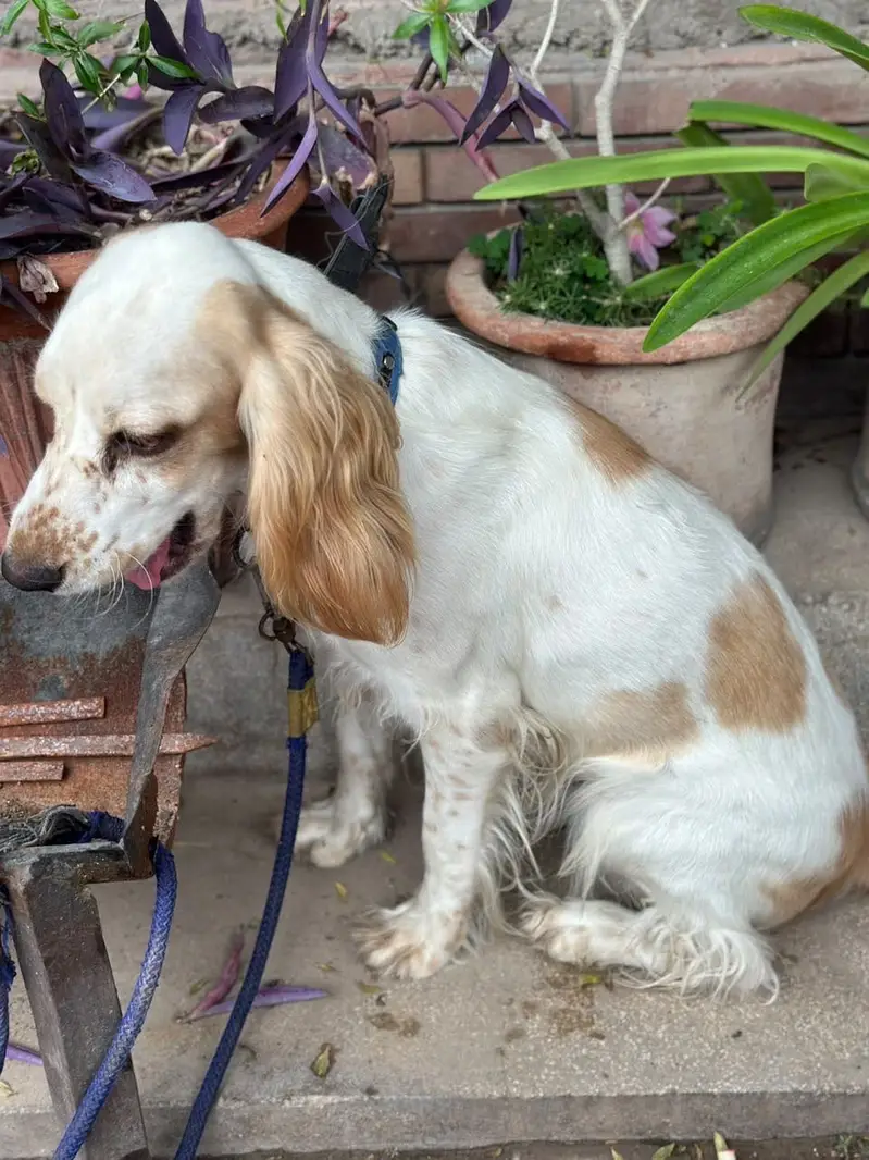 British Cocker Spaniel — photo 2