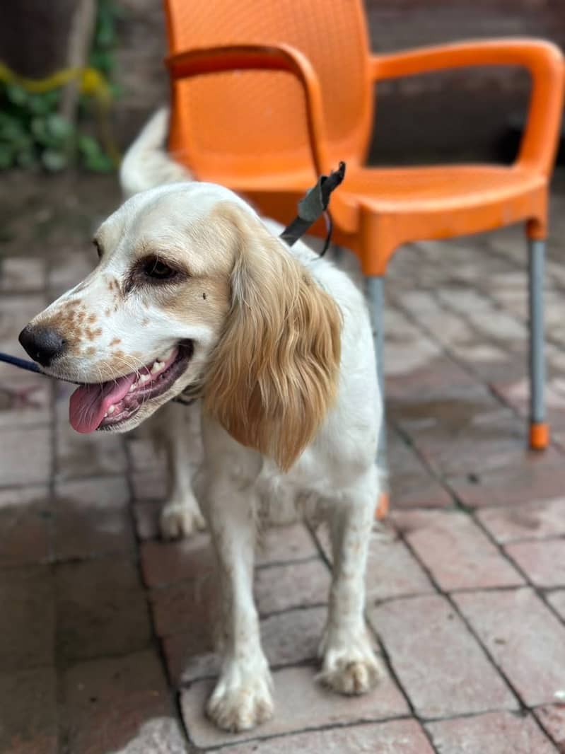 British Cocker Spaniel 2
