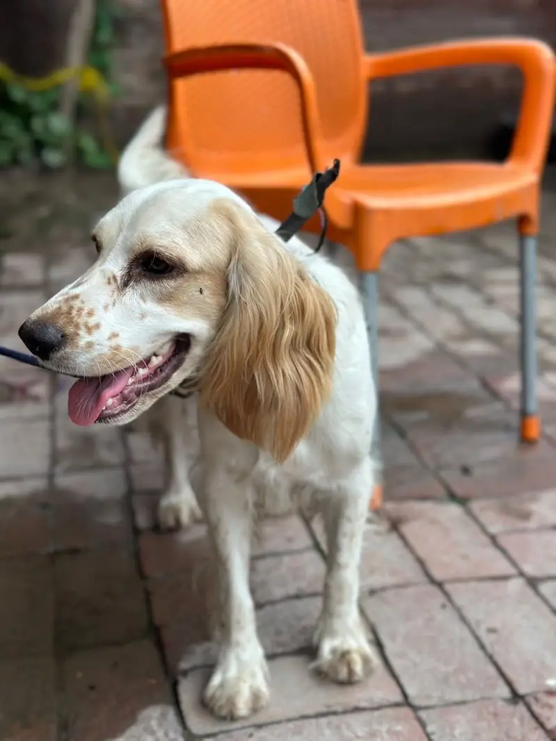 British Cocker Spaniel — photo 3