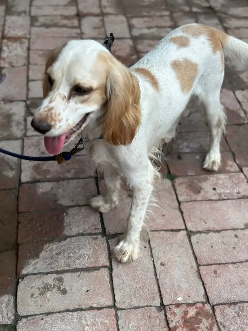 British Cocker Spaniel — photo 4