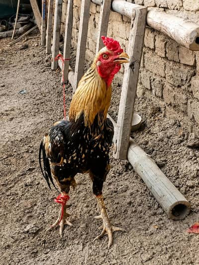 Pure Aseel Sindhi Murgha For Available sale