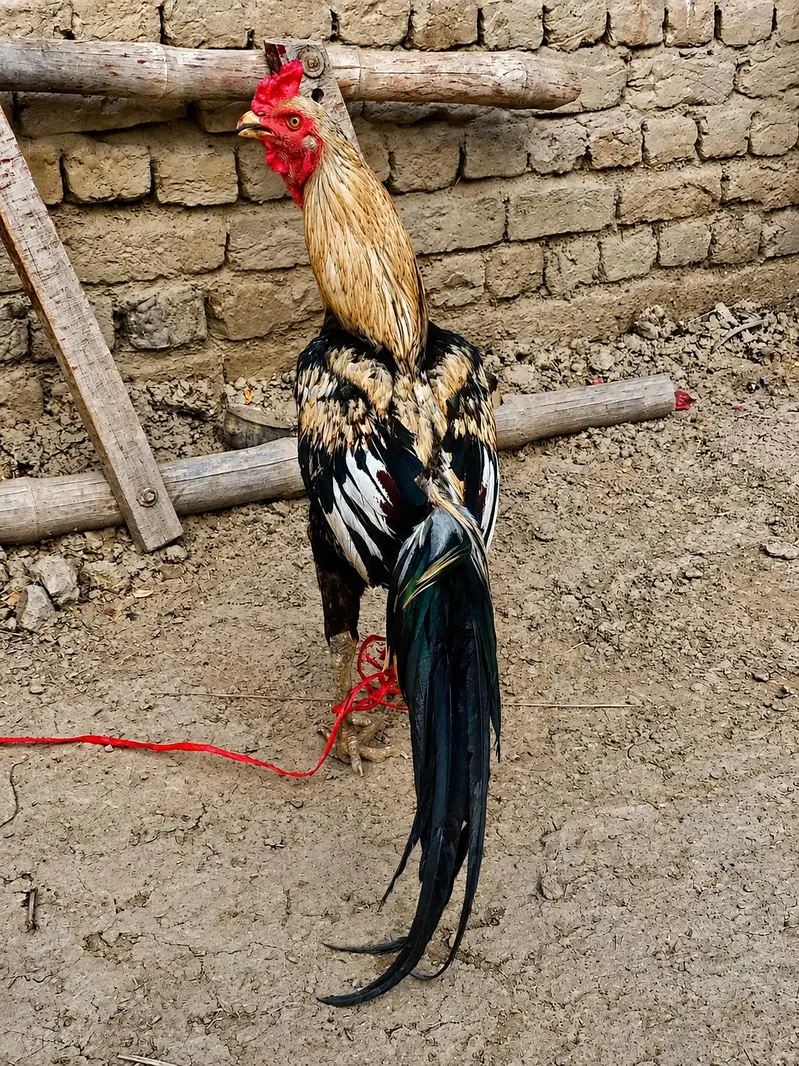 Pure Aseel Sindhi Murgha For Available sale — photo 3