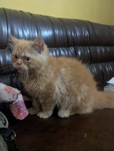 cat punched face