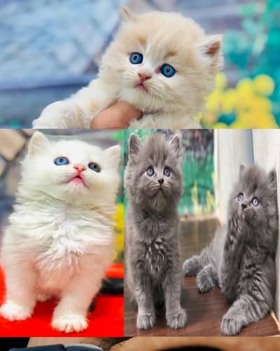 cash on deliveryPersian Punch face triple coat cat Kitten