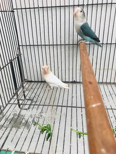 Love bird breeder for sale with DNA card available