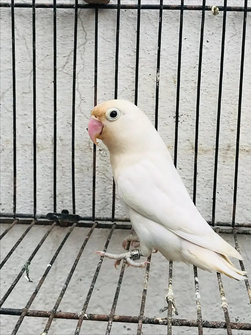Love bird breeder for sale with DNA card available — photo 2