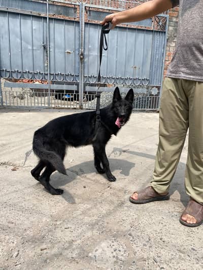 German Shepherd Breeder Female | Gsd Female | Gsd Female |