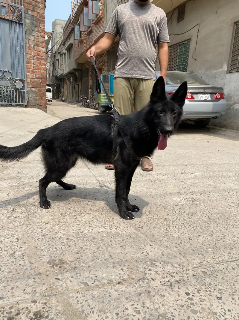 German Shepherd Breeder Female | Gsd Female | Gsd Female | — photo 2