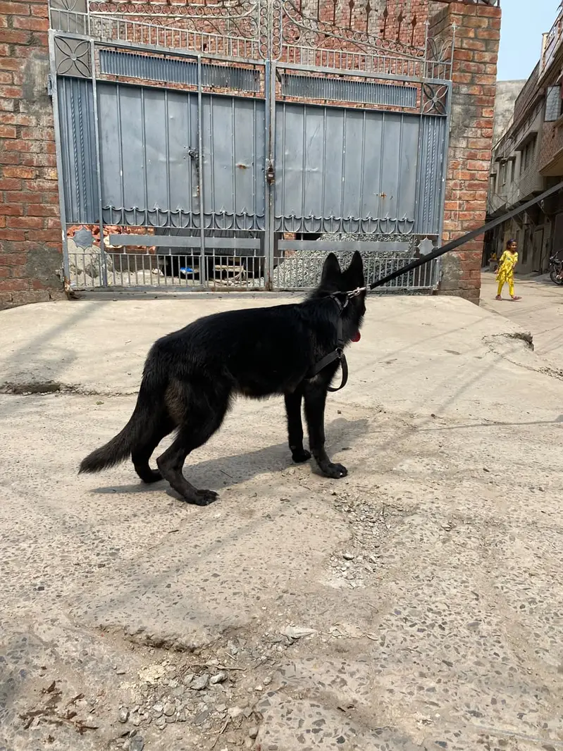 German Shepherd Breeder Female | Gsd Female | Gsd Female | — photo 3