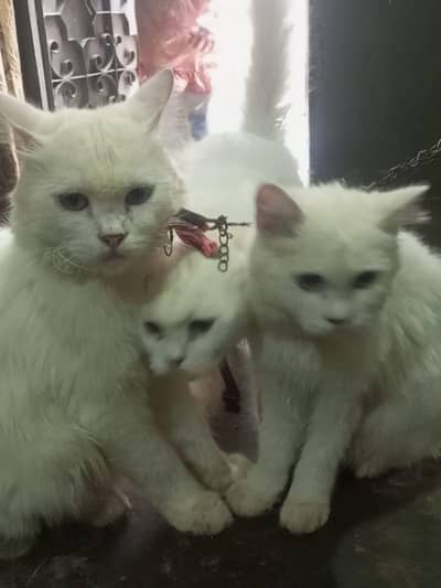 1male 2 female for sale