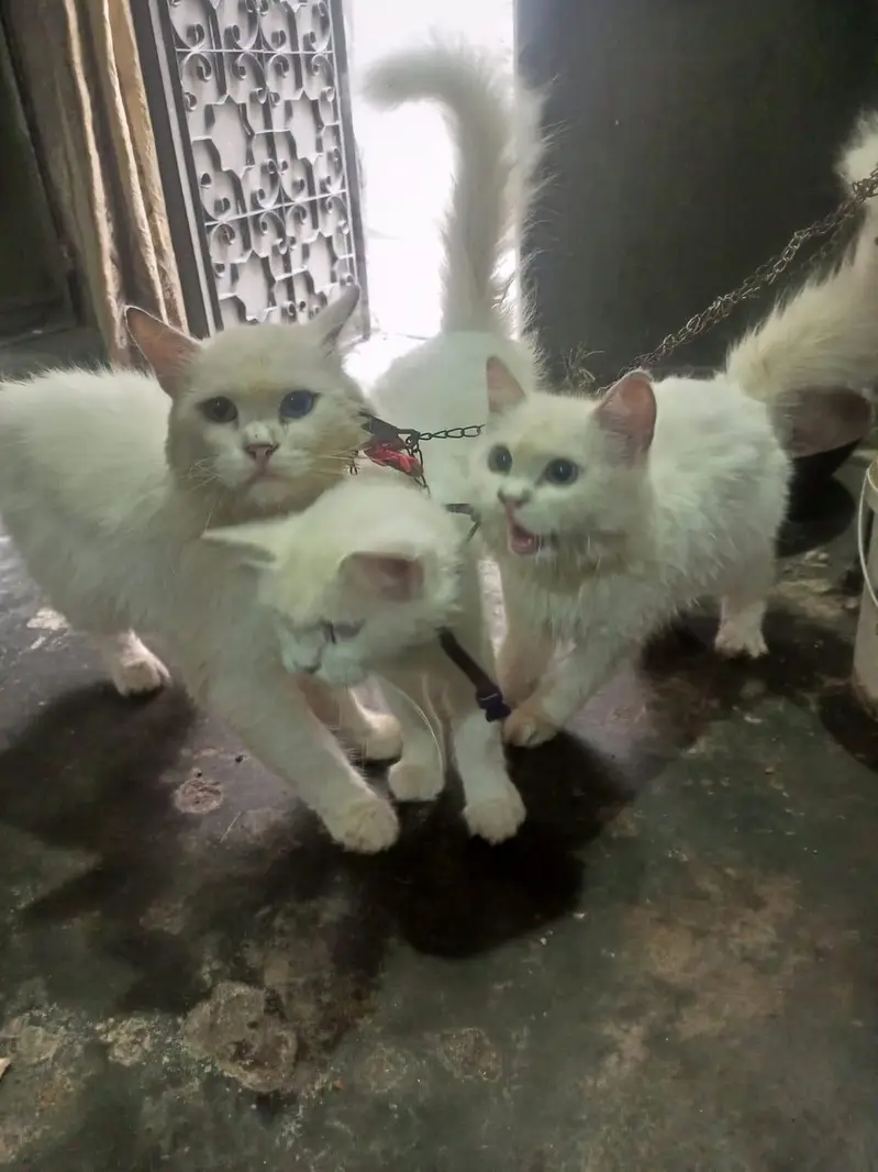 1male 2 female for sale — photo 3