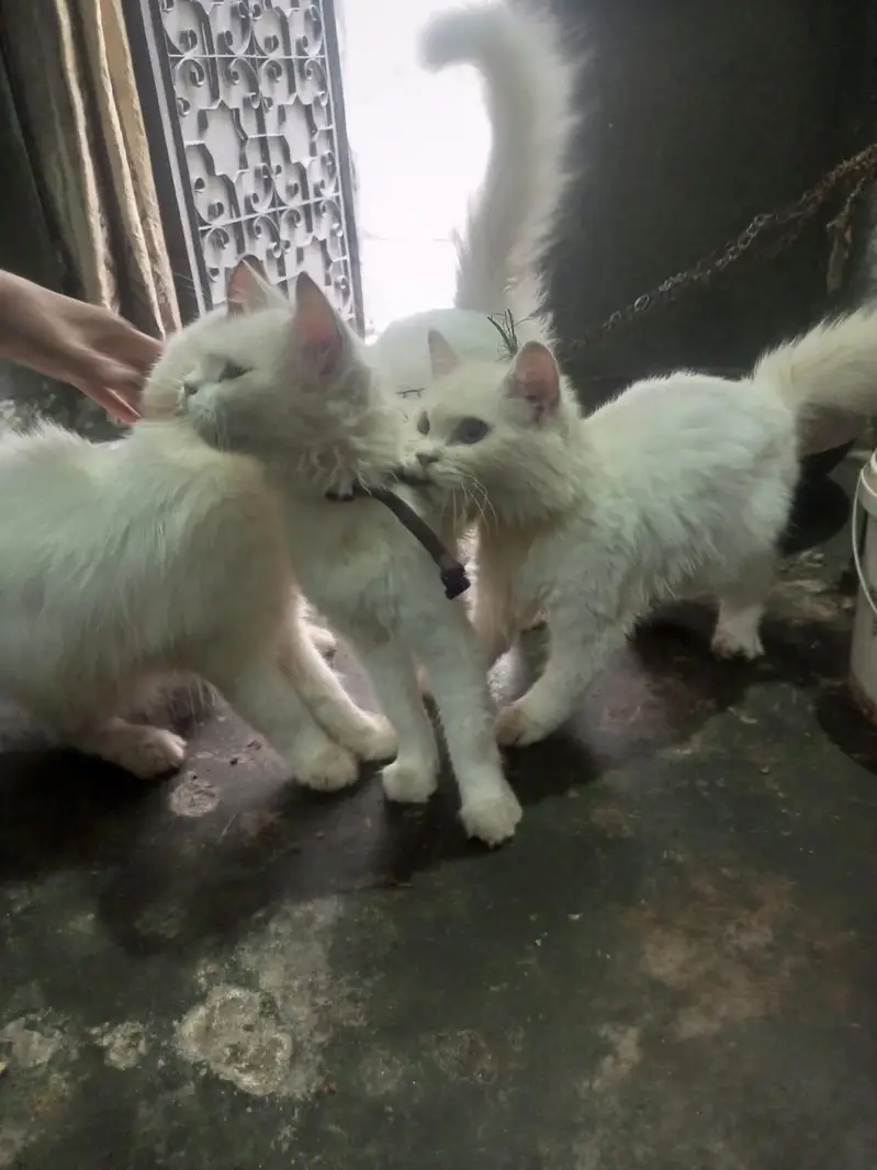 1male 2 female for sale — photo 4