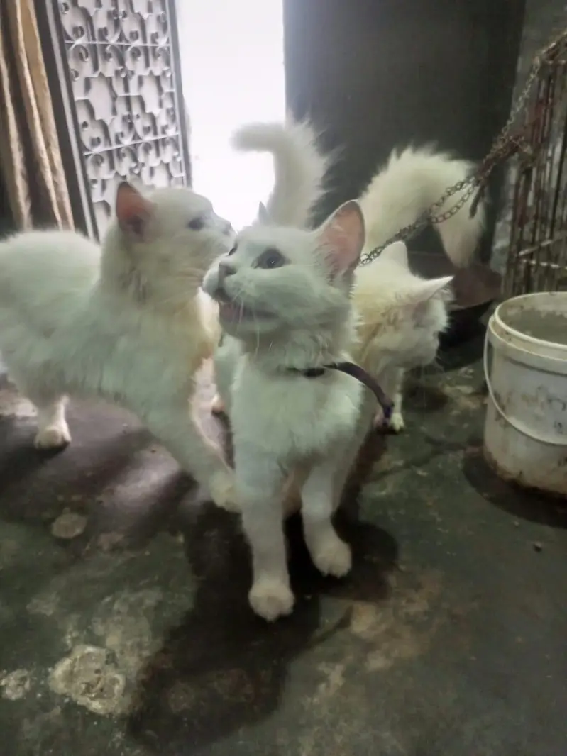 1male 2 female for sale — photo 7