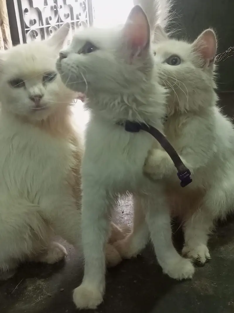 1male 2 female for sale — photo 8