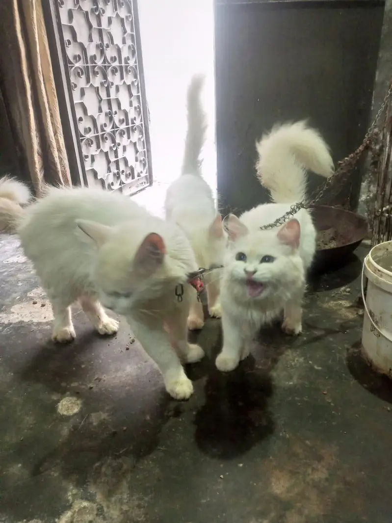 1male 2 female for sale — photo 9
