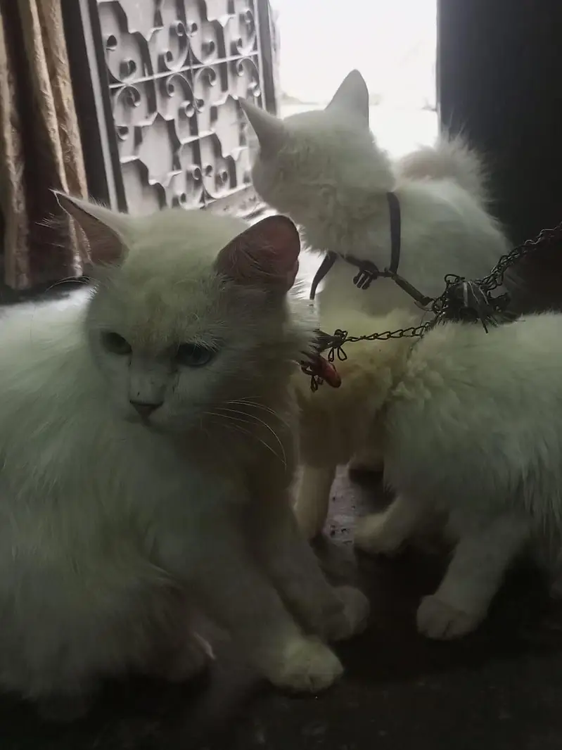1male 2 female for sale — photo 10
