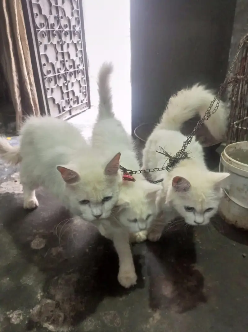 1male 2 female for sale — photo 11