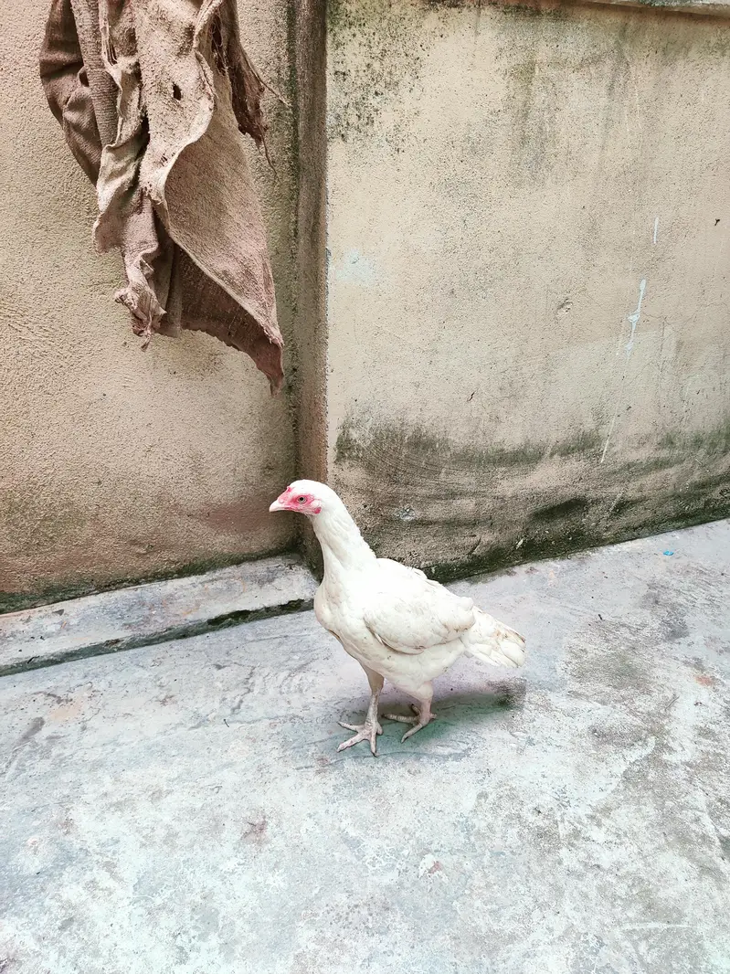 urgent sale need money — photo 2