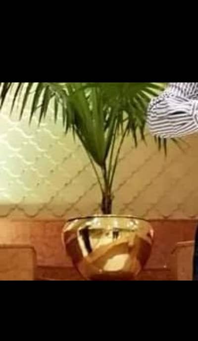 brass planter 8" height 11" moun design aur plain dono me available