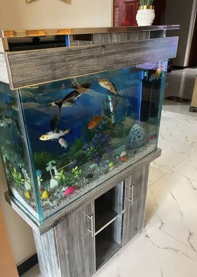 Aquarium fish