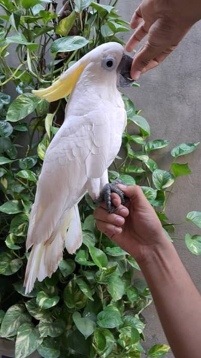 Triton cacotoo