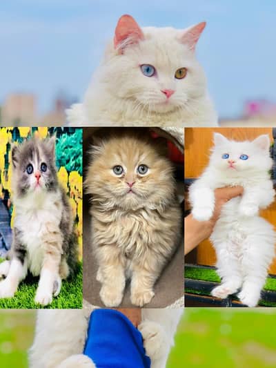cash on delivery Persian Punch face triple coat cat Kitten