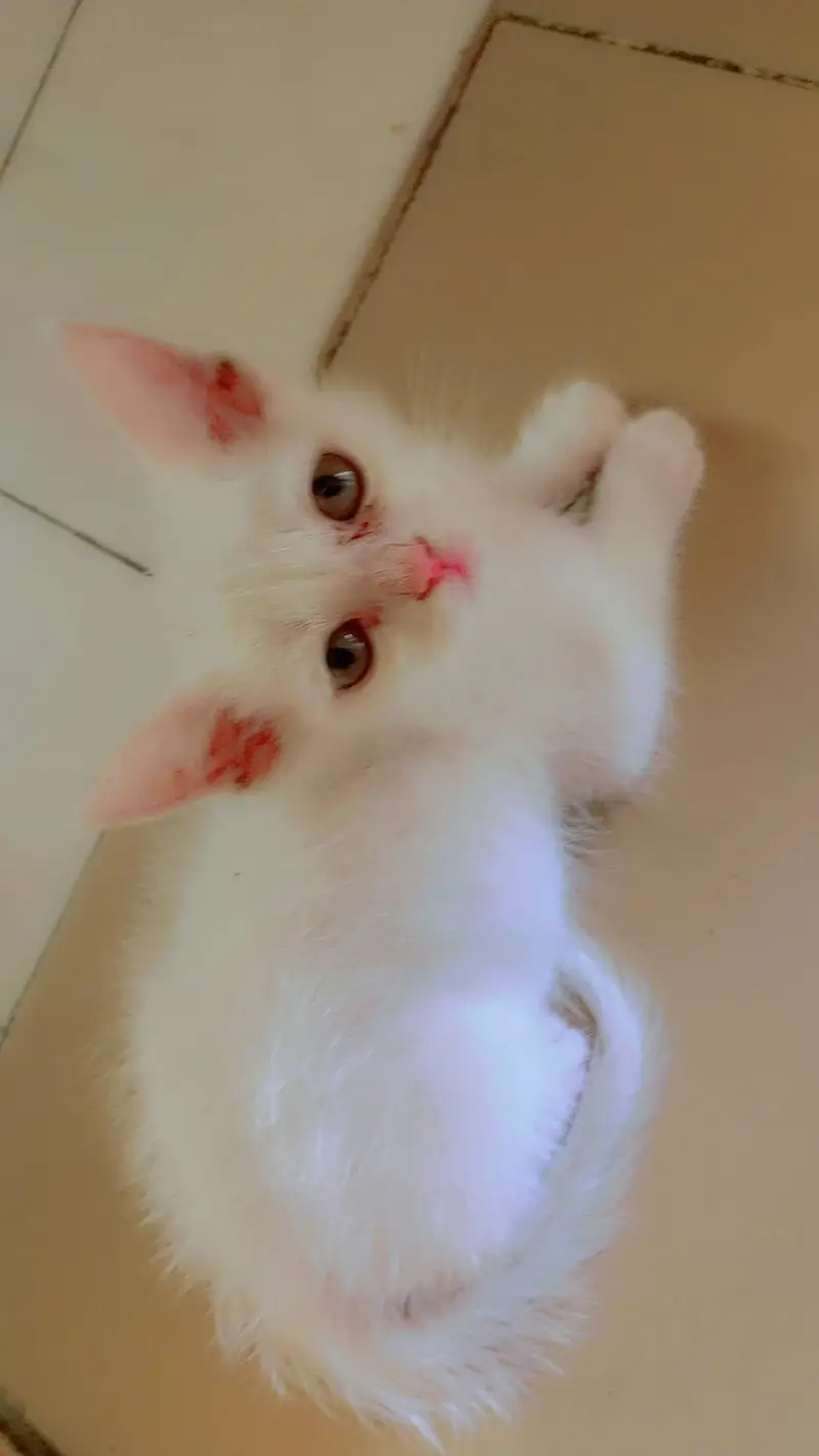 Persian double coated cats — photo 2