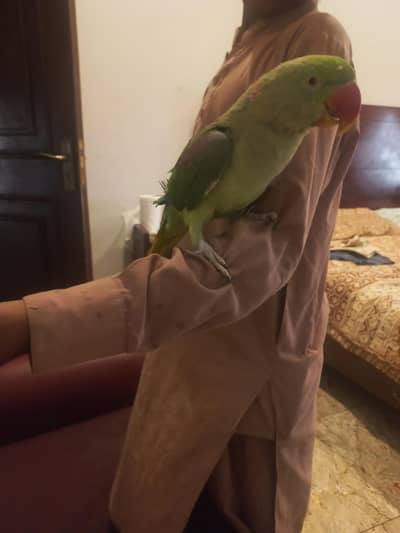 raw parrot for sale