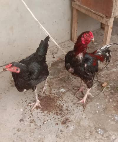 4Hen Pair