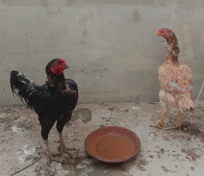 4Hen Pair 1