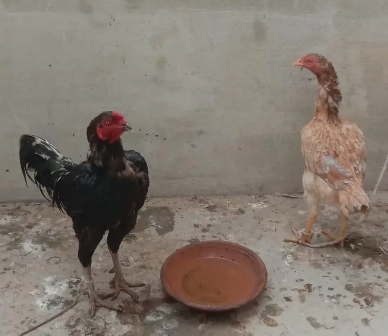 4Hen Pair — photo 2