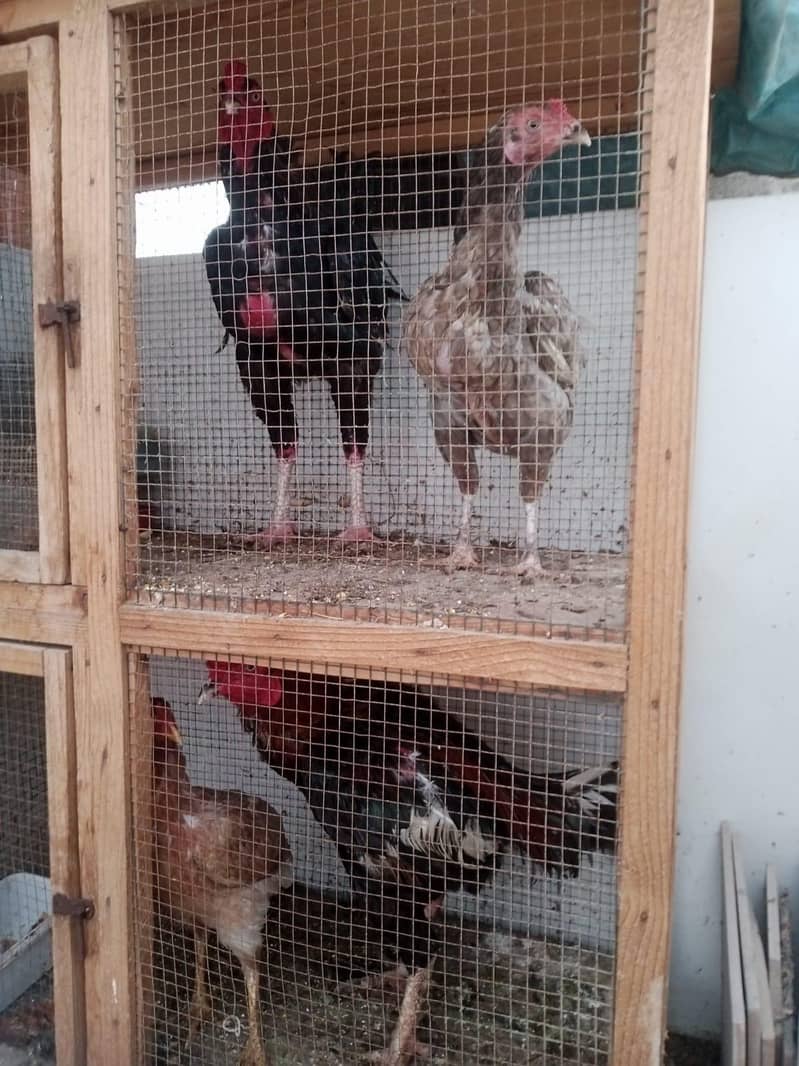 4Hen Pair 2